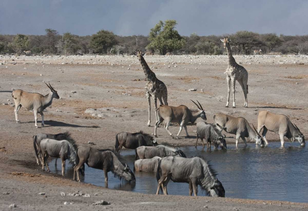 Namibia, Etosha NP  Animals at Chudop waterhole